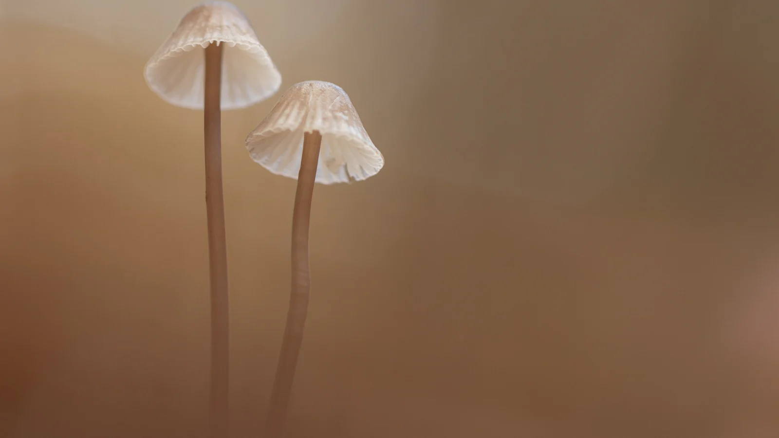 Paddenstoelen Zoomdag, 19 en 27 oktober – Meld je nu aan!