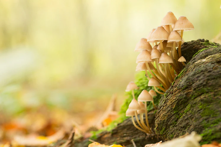 Inspiratie - Natuurtips voor de maand oktober