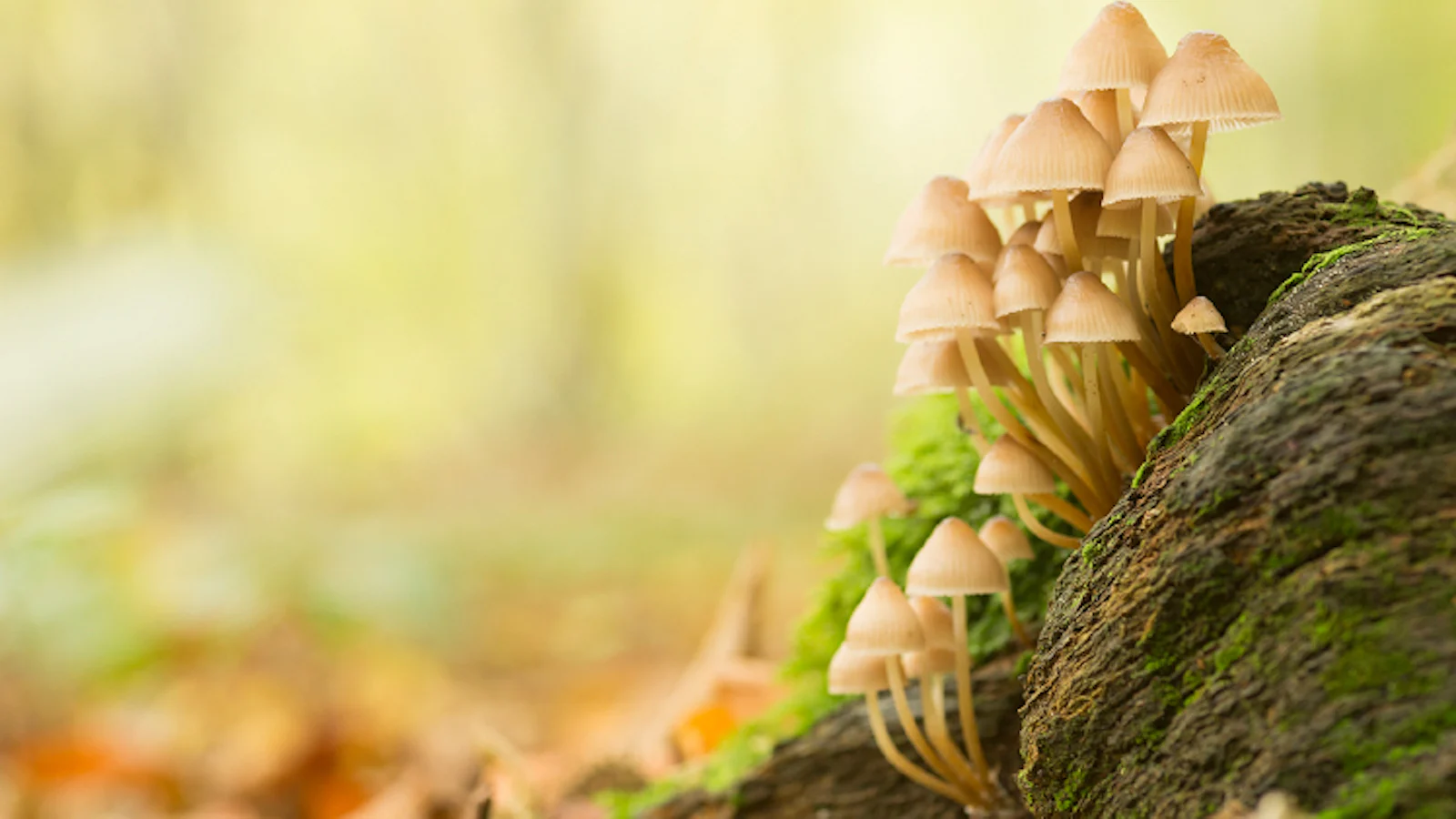Inspiratie - Natuurtips voor de maand oktober