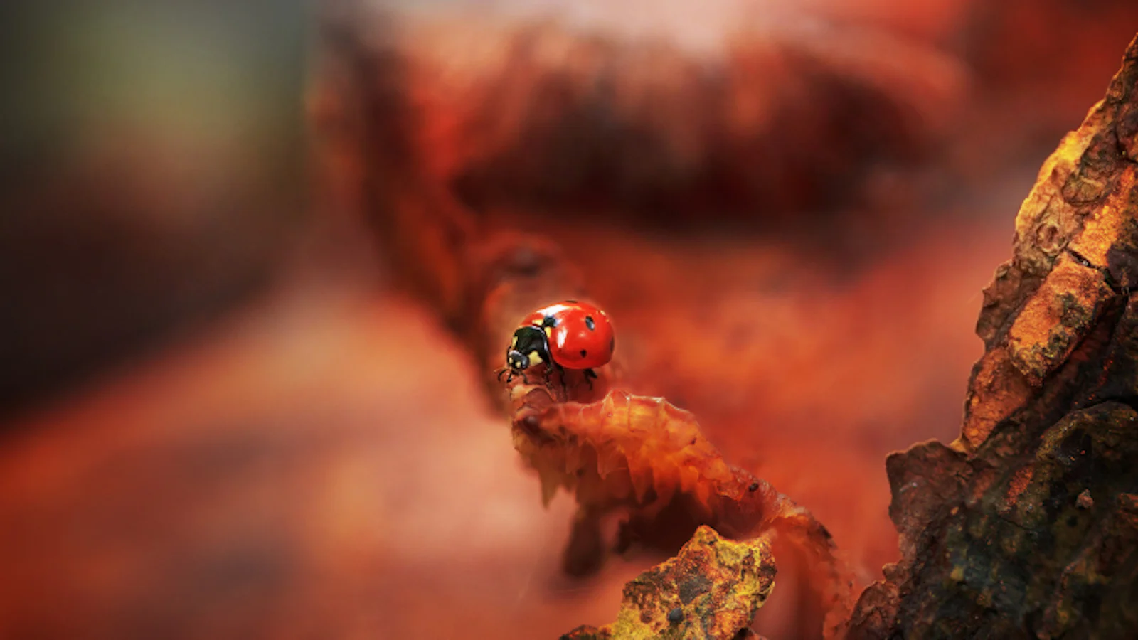 Tips - De meest optimale herfstkleuren in je foto