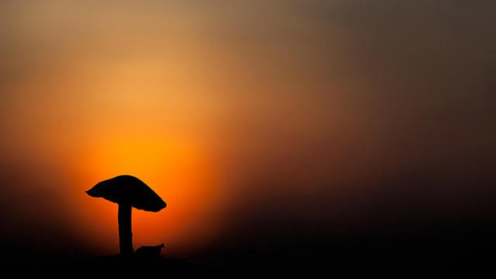 Tips - Paddenstoelen fotograferen in de herfst