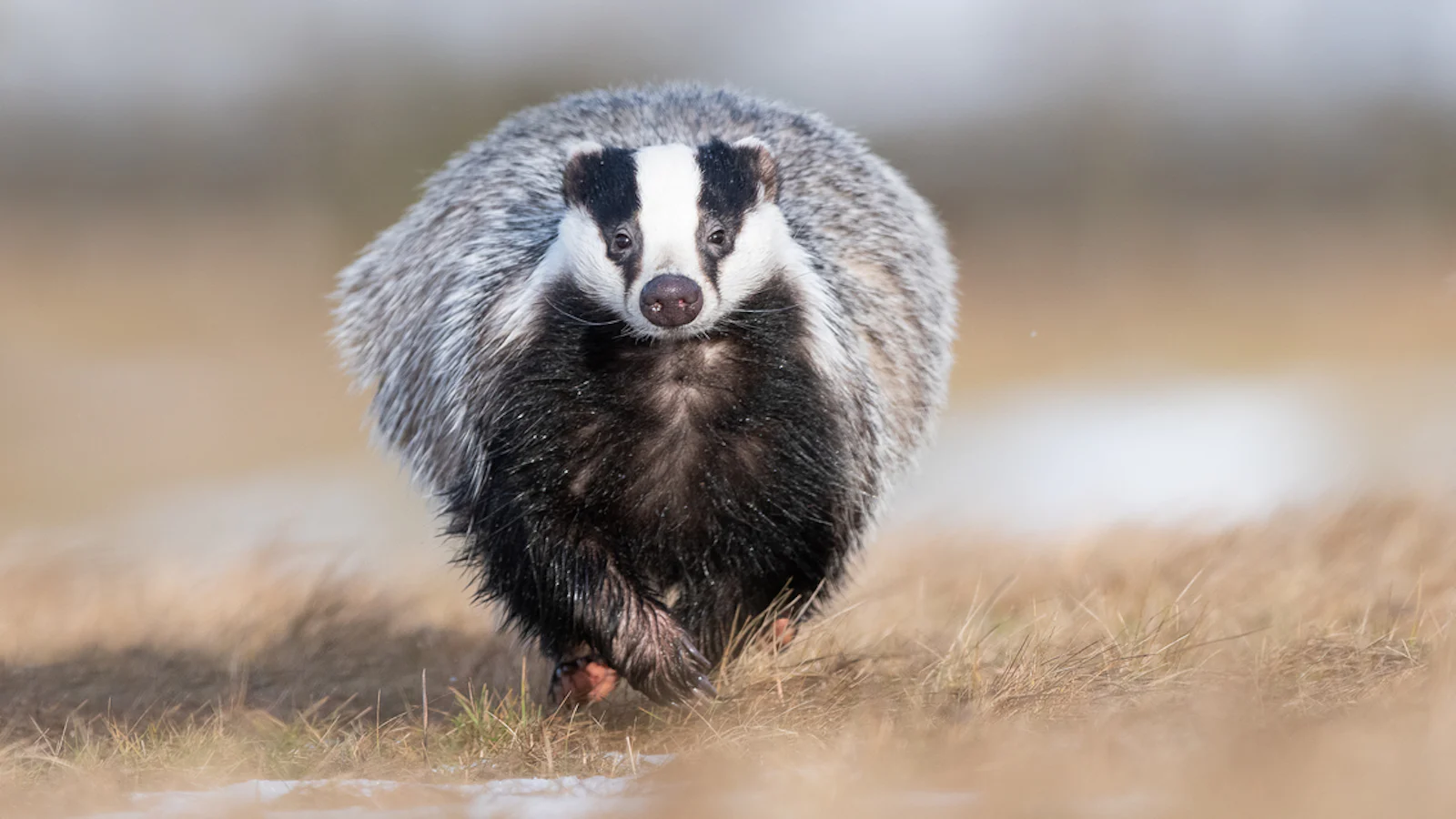 Camera-instellingen voor wildlife fotografie!