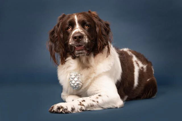 Tips - Fotografeer je huisdier in de studio!