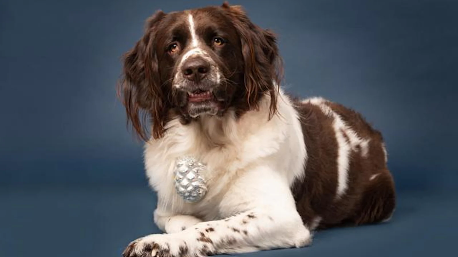 Tips - Fotografeer je huisdier in de studio!