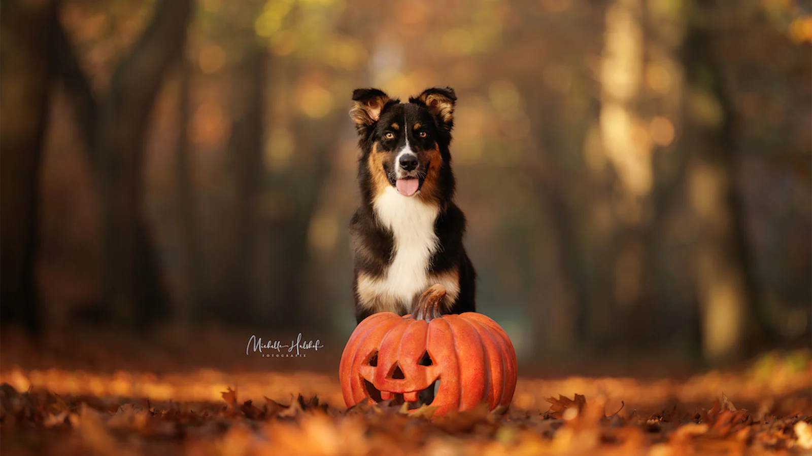 Inspiratie en tips voor Halloween!