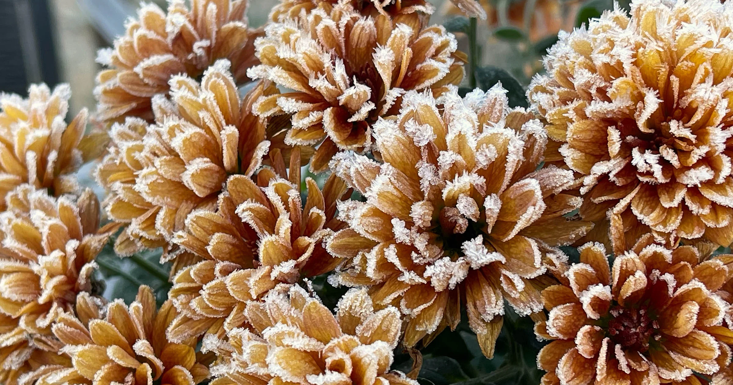 Winterklaar! Zo help je jouw planten de koude maanden door