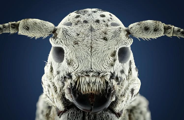 Focus stacking voor de ultieme scherpte