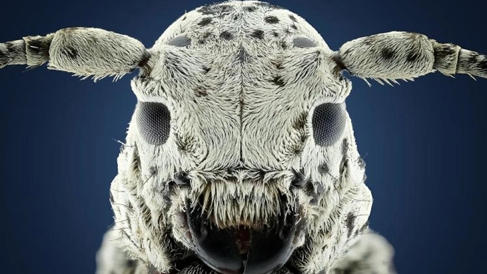 Focus stacking voor de ultieme scherpte