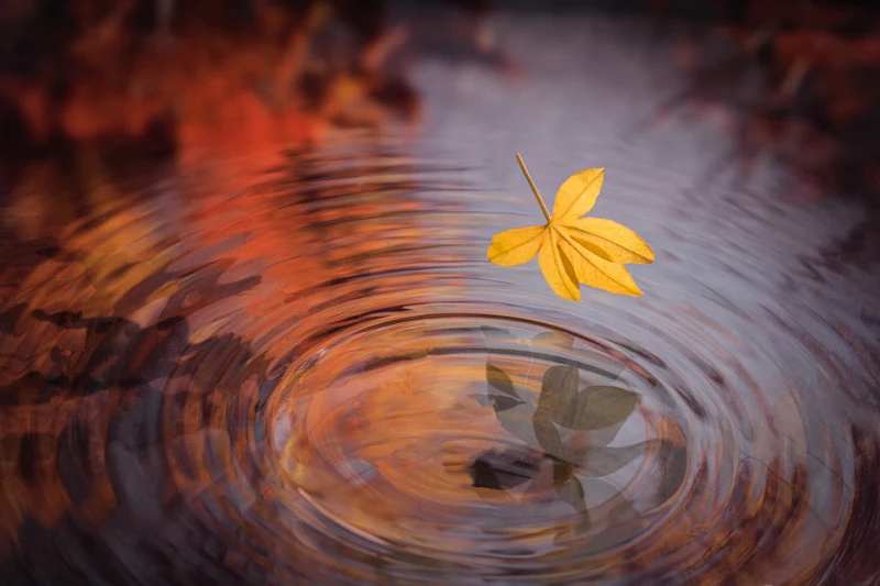 Fotowedstrijd Herfst - De uitslag!