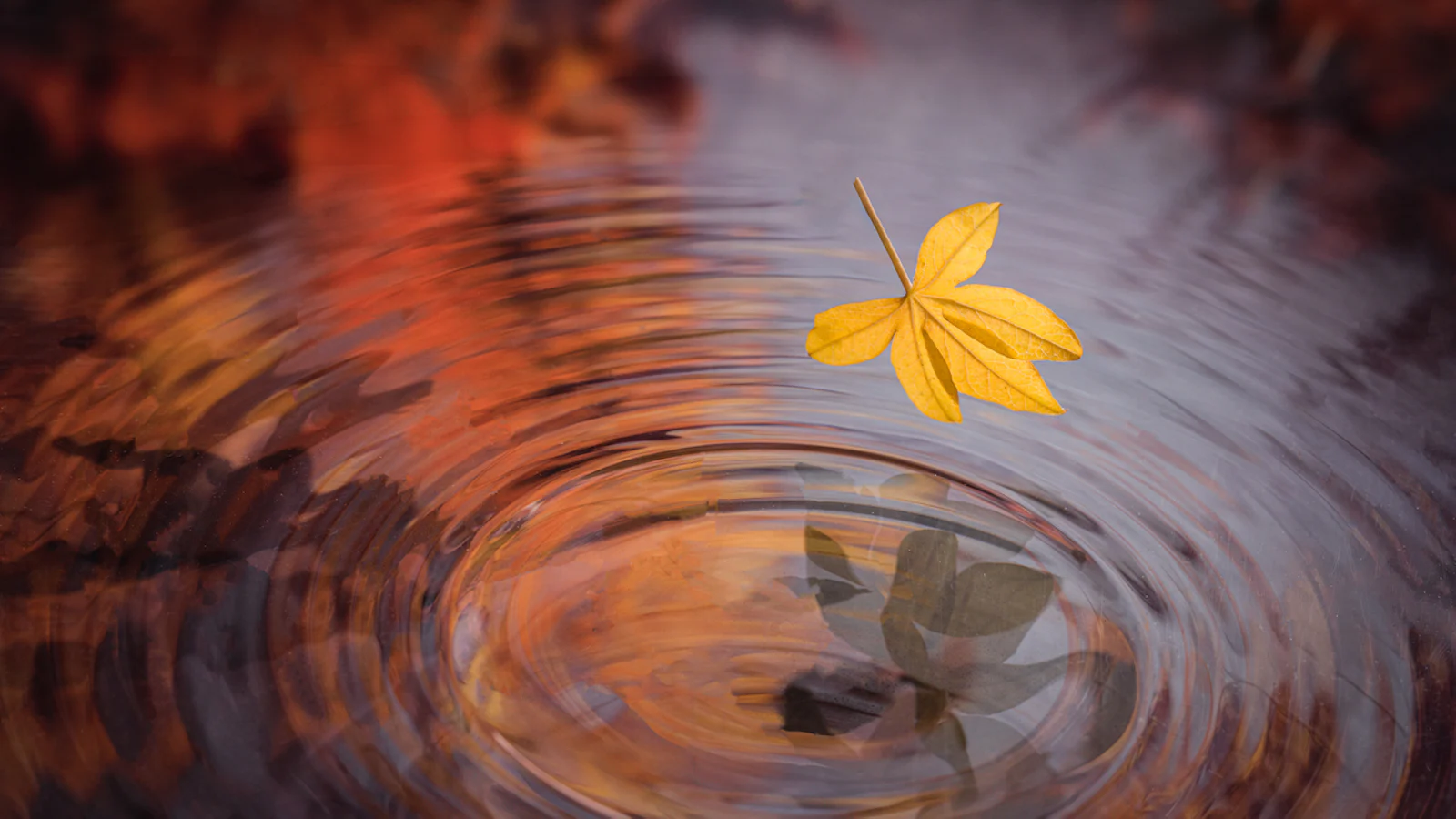 Fotowedstrijd Herfst - De uitslag!