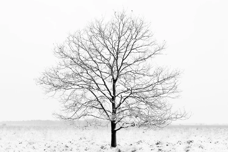 Tips - Natuur fotograferen in de maand december!