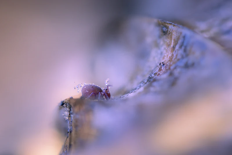 De beste macrofoto's van 2024!