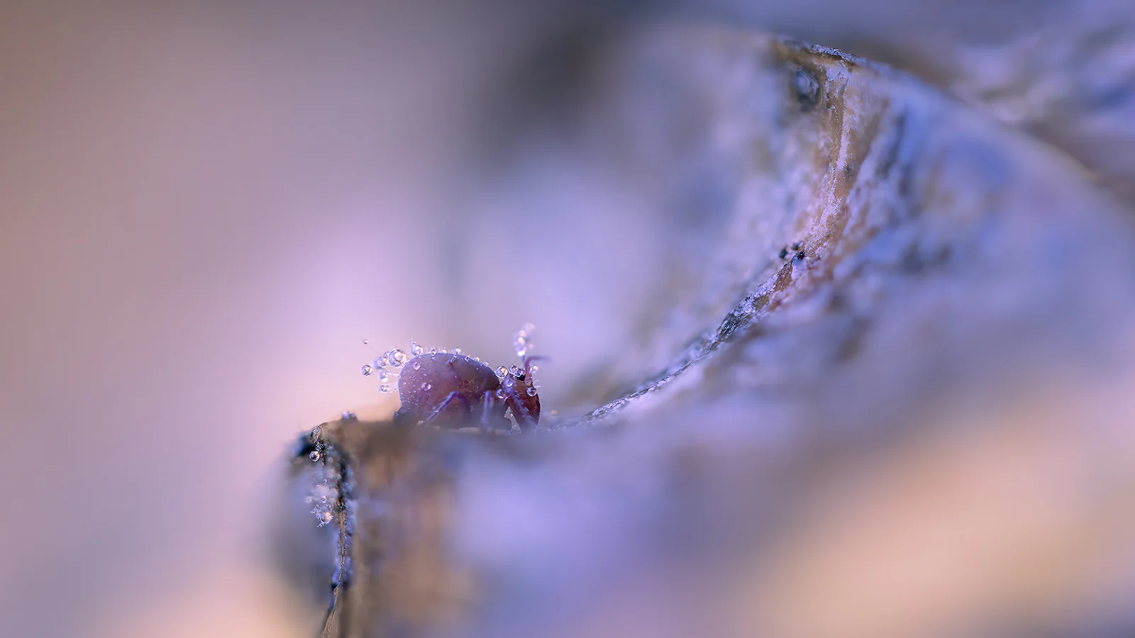De beste macrofoto's van 2024!