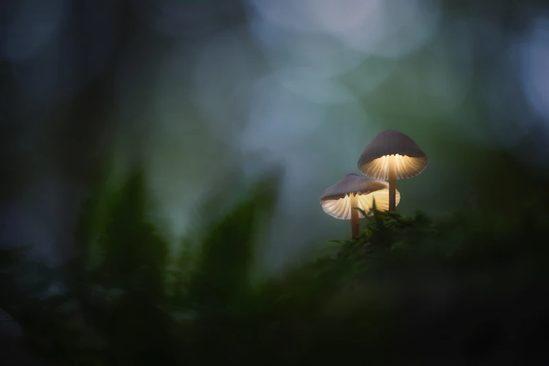 Lightroom - De kracht van het HSL/Kleur paneel