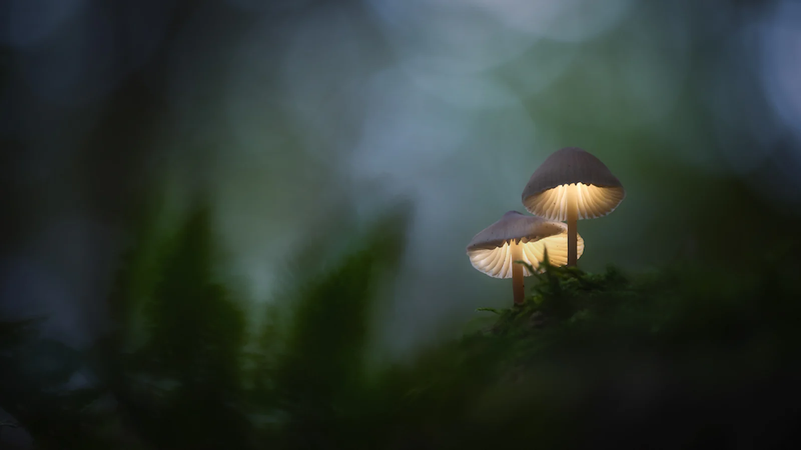 Lightroom - De kracht van het HSL/Kleur paneel