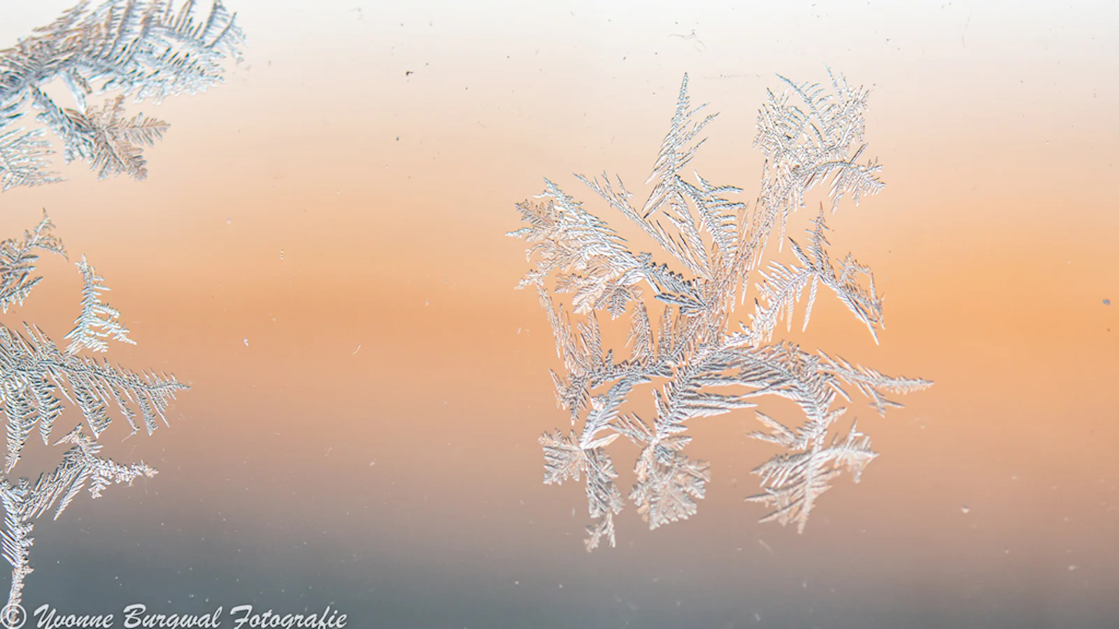Macro inspiratie voor de wintermaanden!