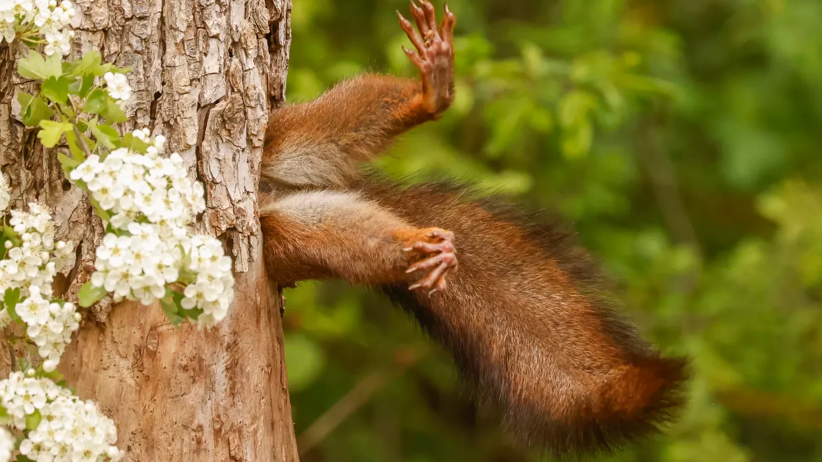 Inspiratie - De grappigste dierenfoto’s van 2024 volgens Nikon