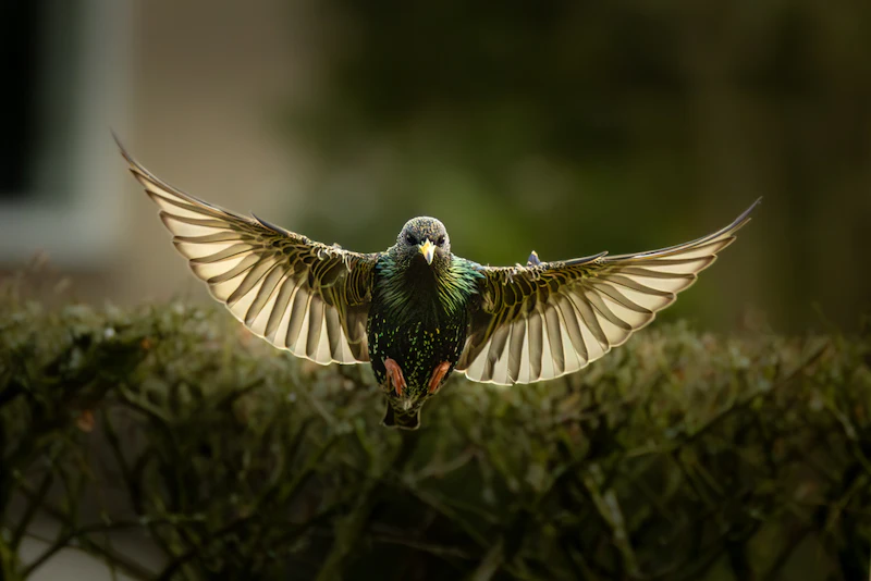 De mooiste vogelfoto's van 2024!