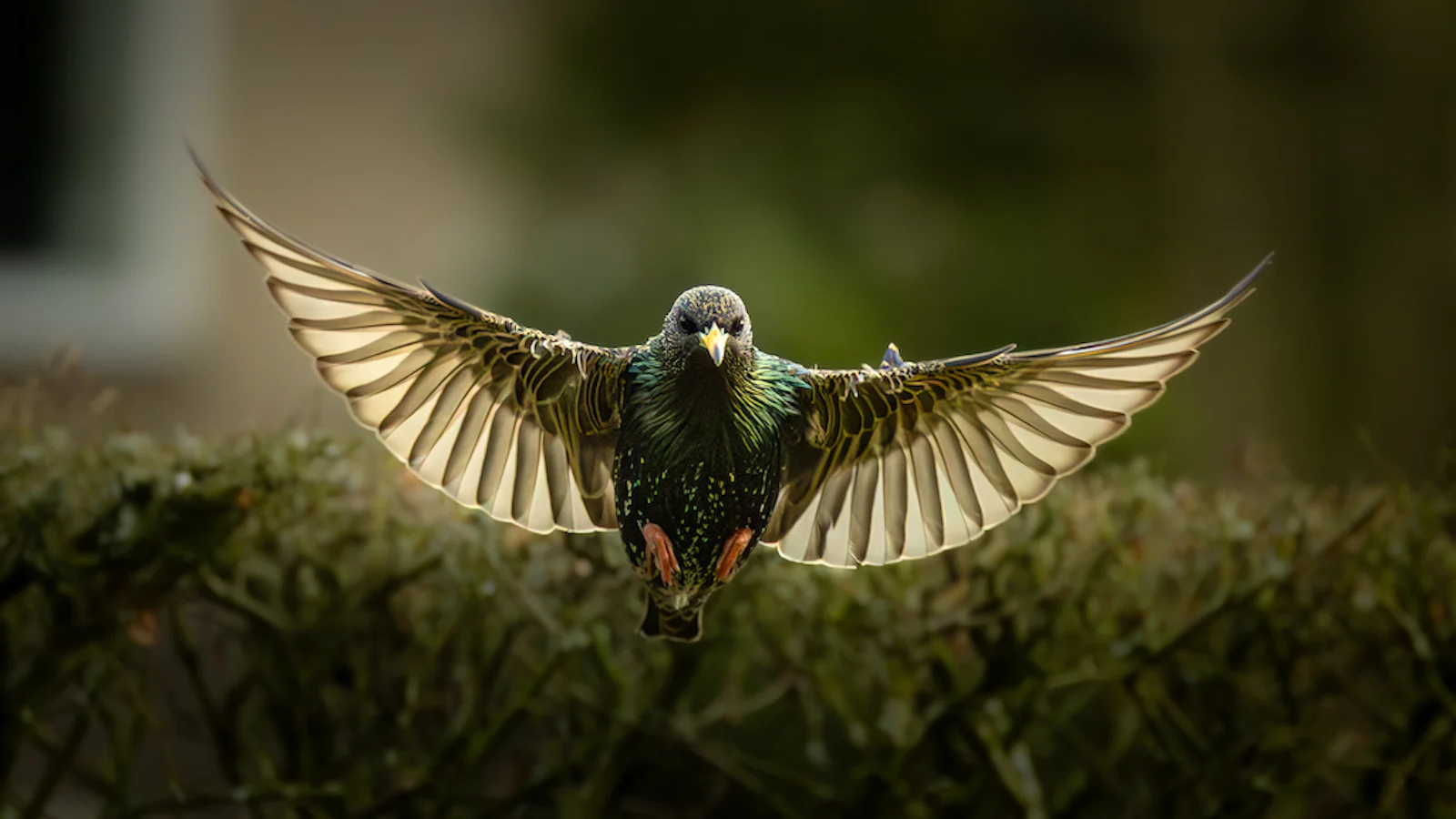 De mooiste vogelfoto's van 2024!