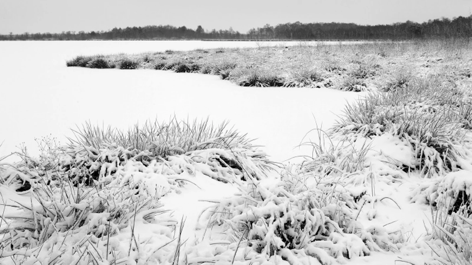 Inspiratie - Ga in januari de natuur in voor deze onderwerpen