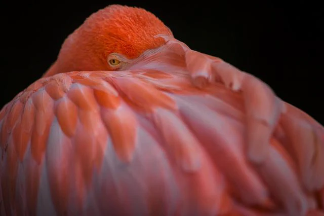 Tips - Vogels fotograferen in verschillende situaties