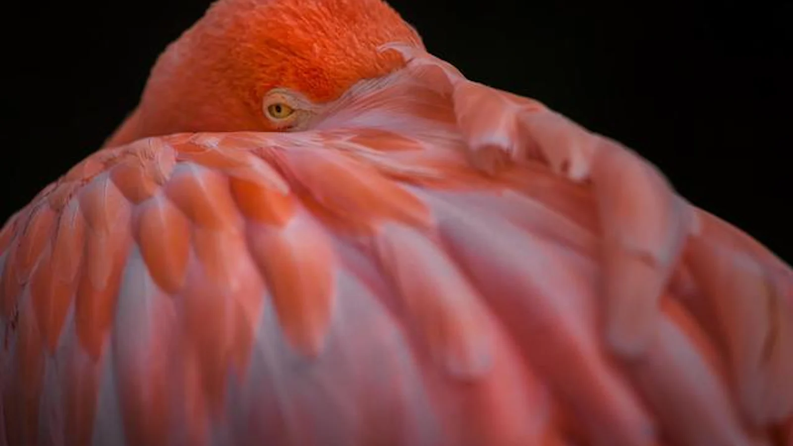 Tips - Vogels fotograferen in verschillende situaties