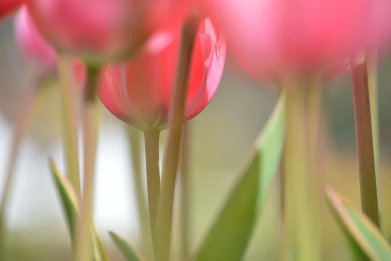 Inspiratie - Creatief met bloemen