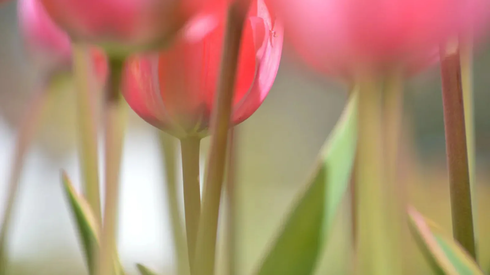 Inspiratie - Creatief met bloemen