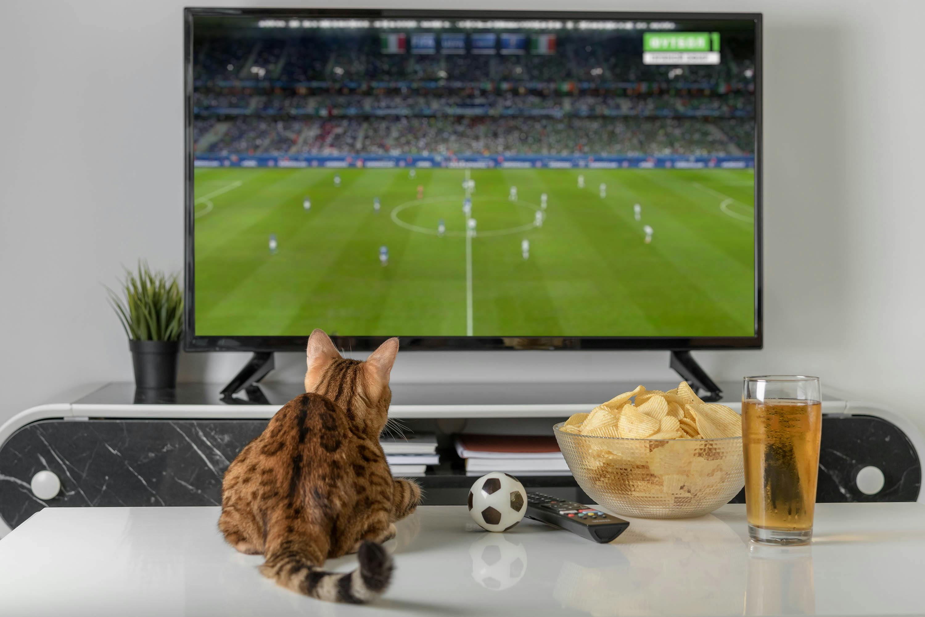 Kat voor televisie