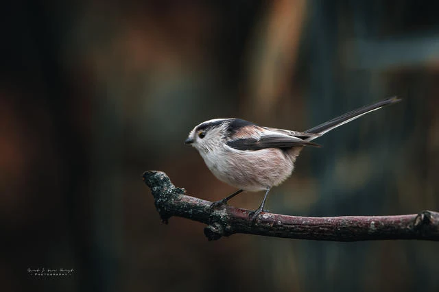 Tips - Vogels fotograferen in de tuin