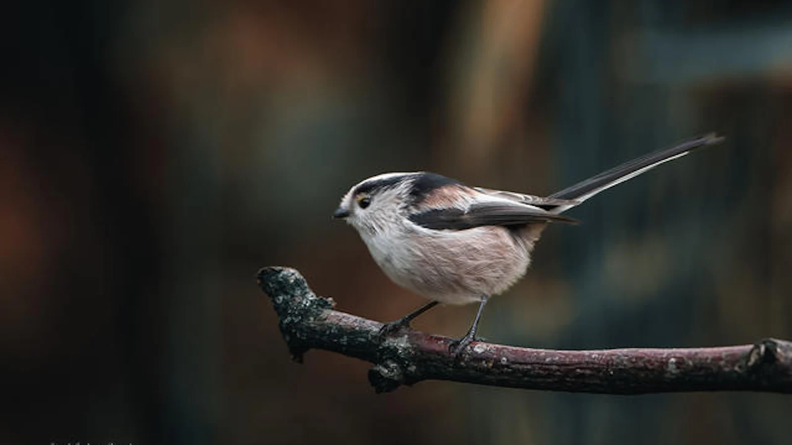 Tips - Vogels fotograferen in de tuin