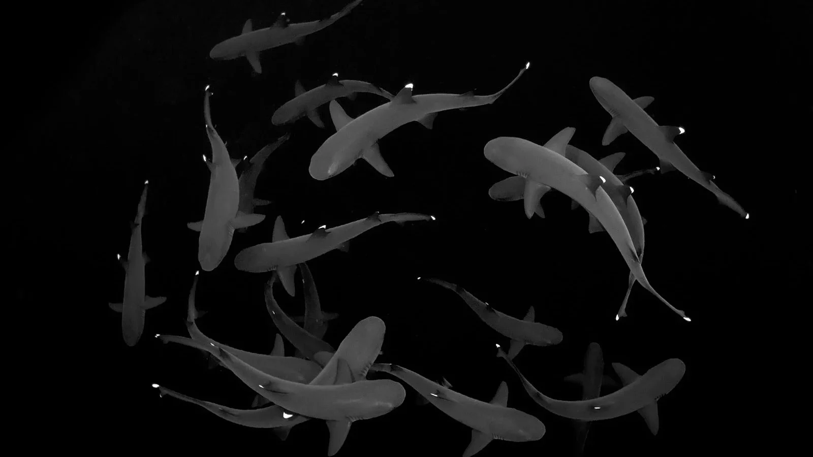 Inspiratie - Winnaars van de Ocean Art Onderwaterfotografie competitie 2024