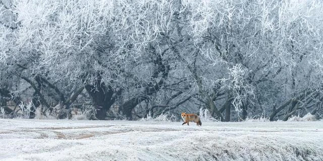 Inspiratie - Winterse wildlife fotograferen