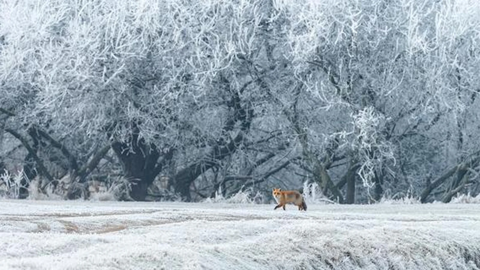 Inspiratie - Winterse wildlife fotograferen