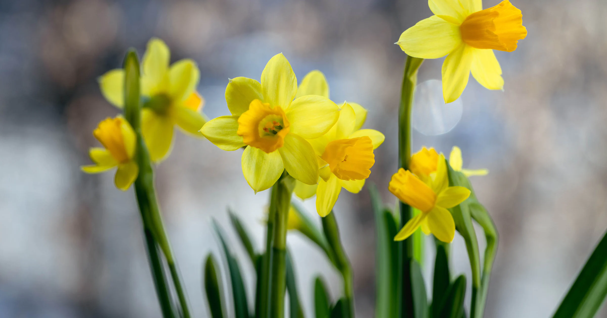 De lente komt eraan! Dit doe je in februari in de tuin
