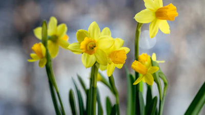 De lente komt eraan! Dit doe je in februari in de tuin