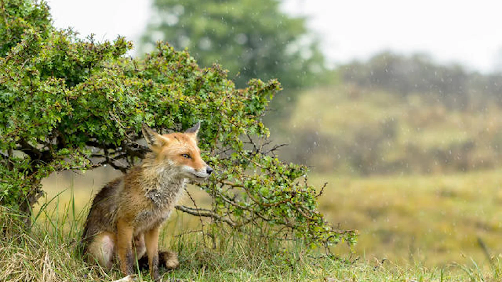 Wildlife day - Locaties in Nederland