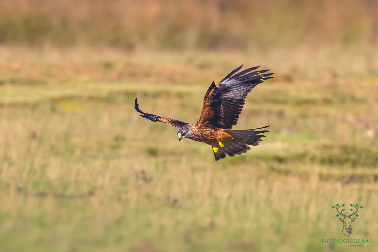 Tips - De wereld van vogelfotografie