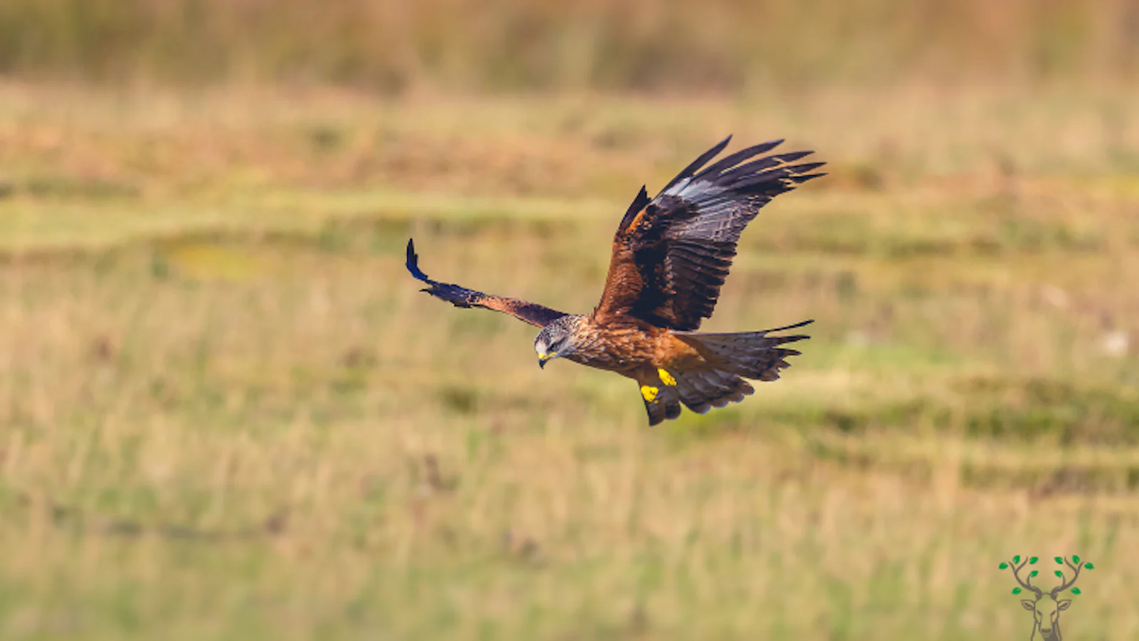 Tips - De wereld van vogelfotografie