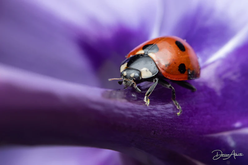 Oog voor de natuur - Tips voor betere foto's