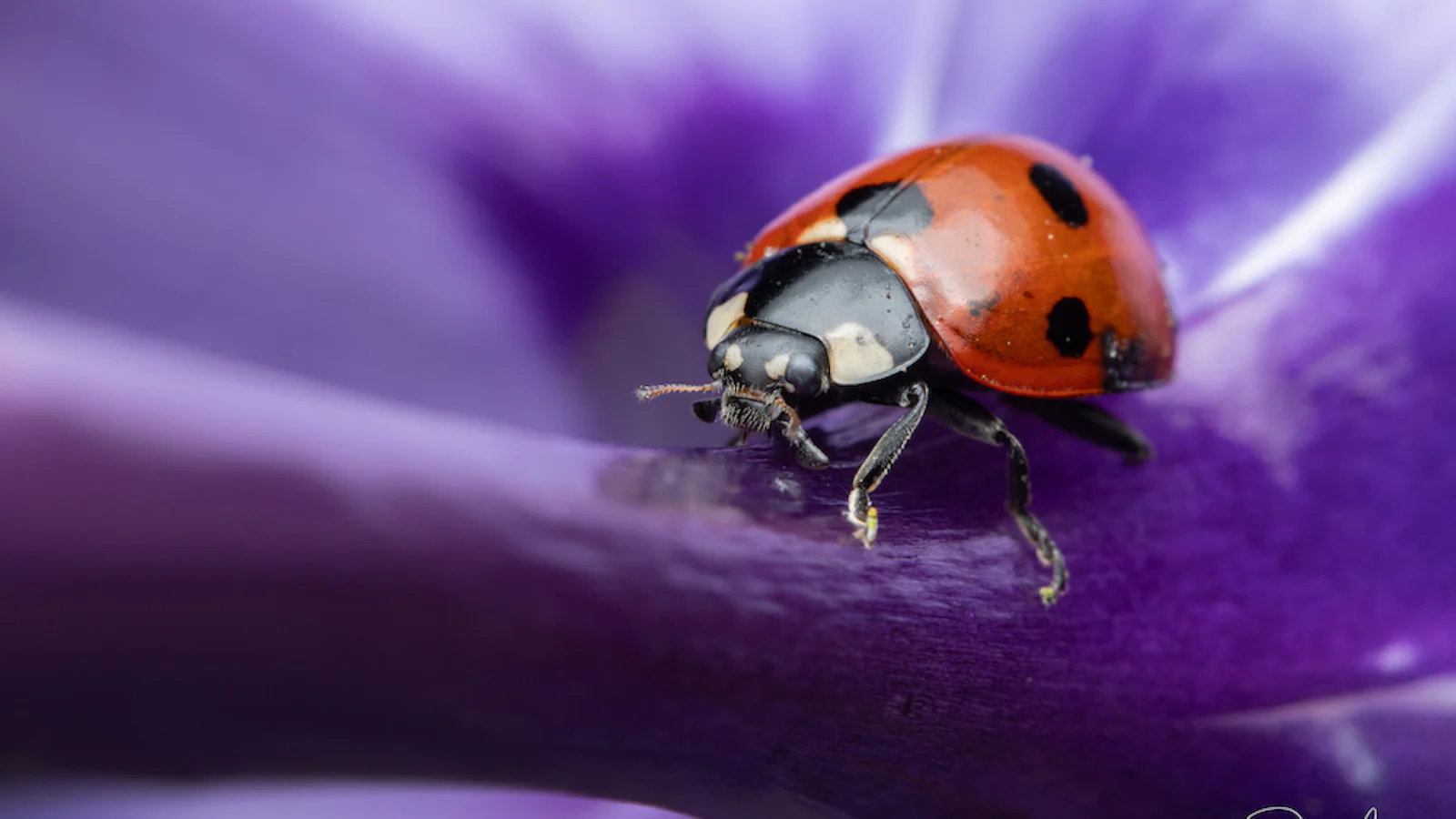 Oog voor de natuur - Tips voor betere foto's