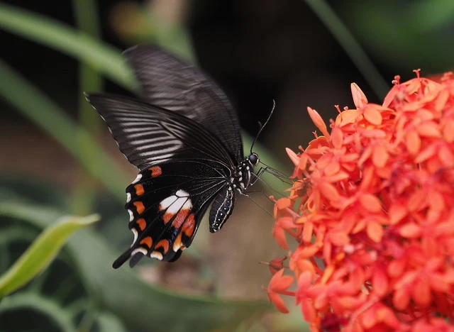 Inspiratie - De vlindergids!
