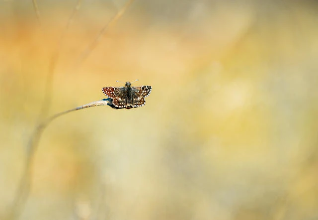Tips voor vlinderfotografie
