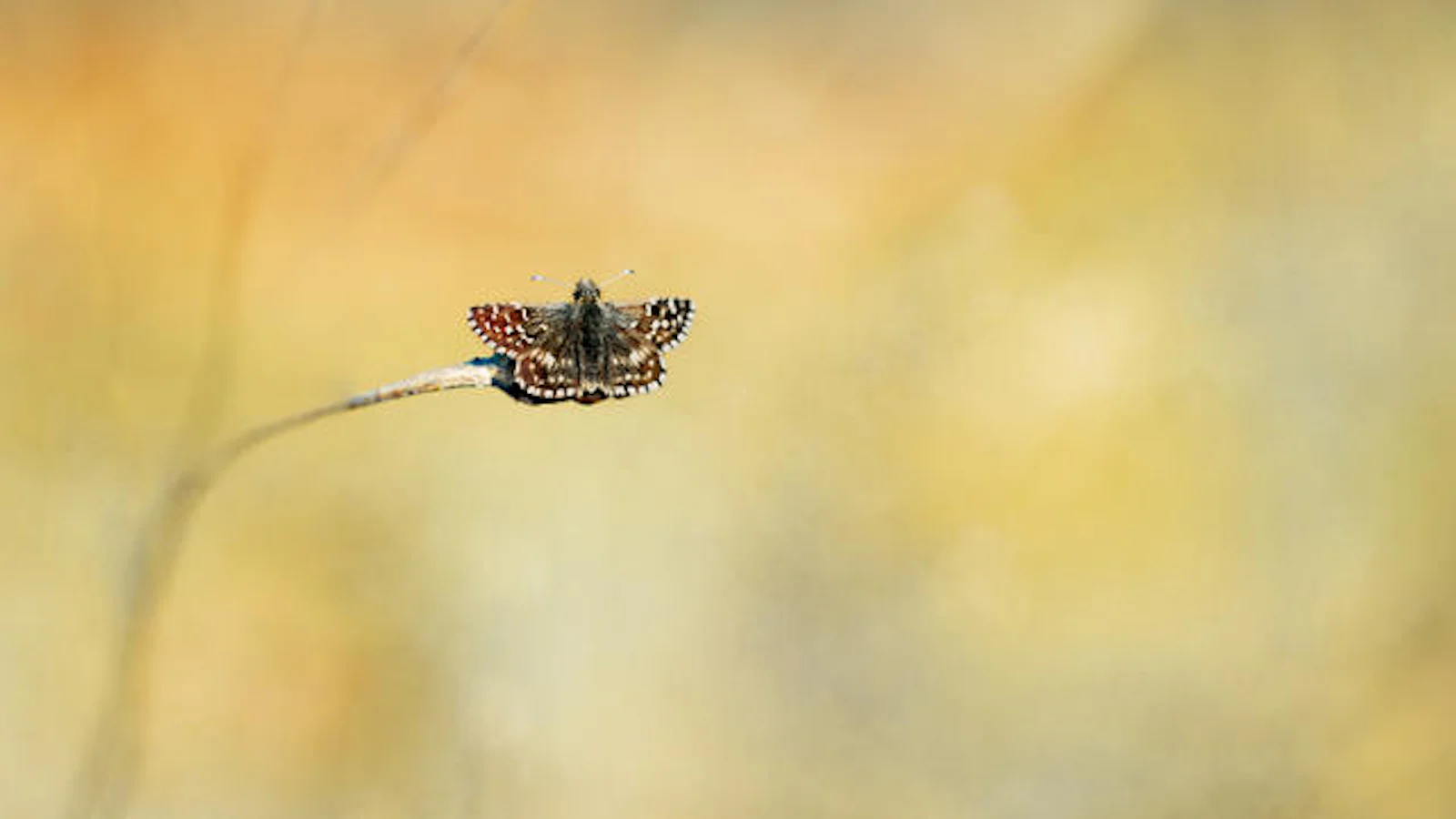 Tips voor vlinderfotografie