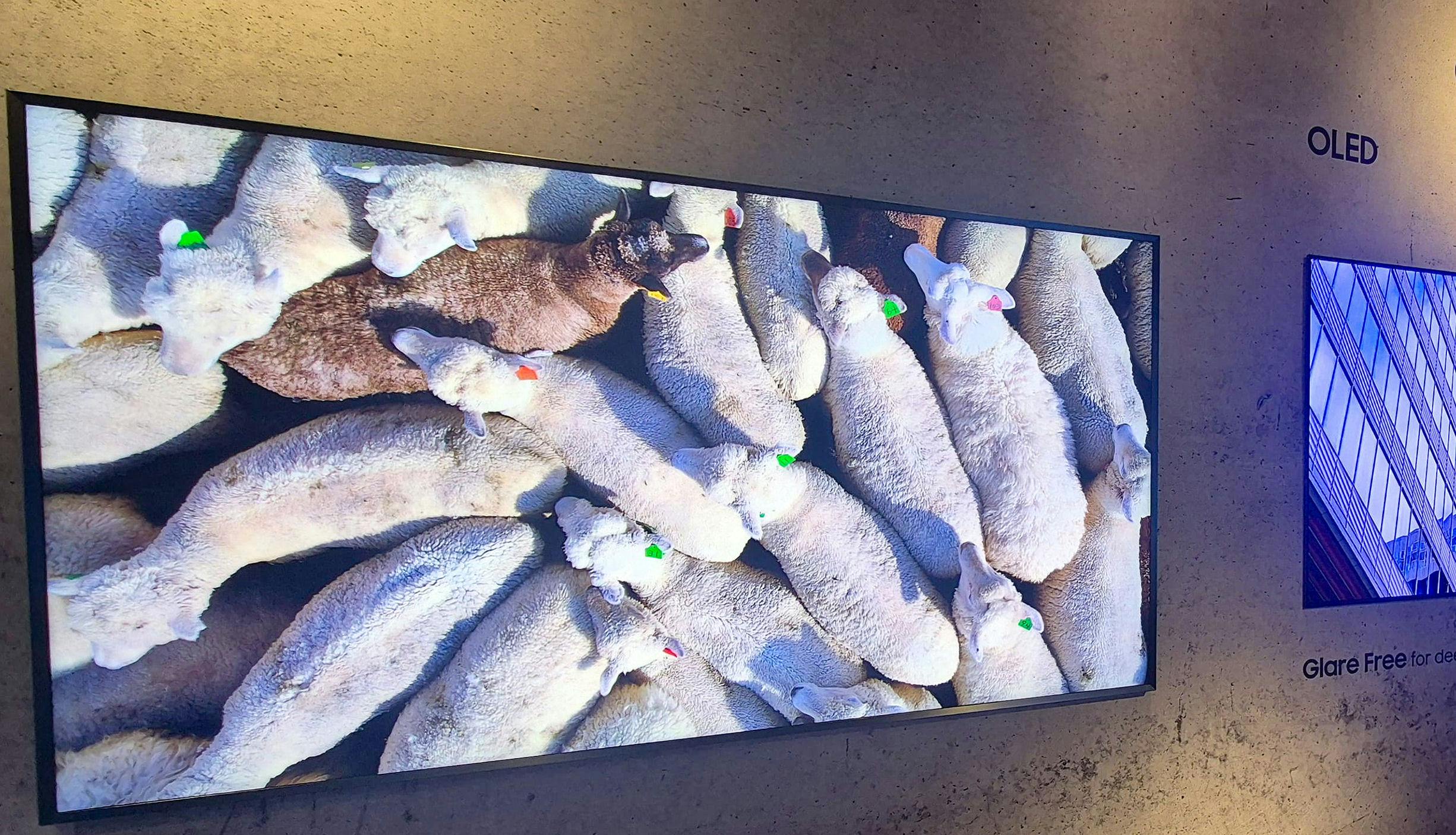 Samsung tv-nieuws: antireflectie op meer modellen en intrede The Frame Pro  