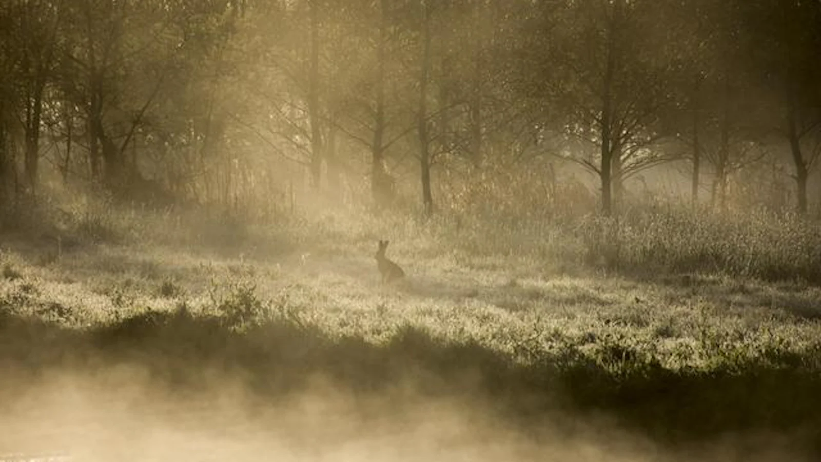 Inspiratie - Leg de ontluikende natuur vast in het bos!