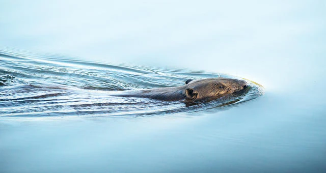 Tips voor het fotograferen van de bever!