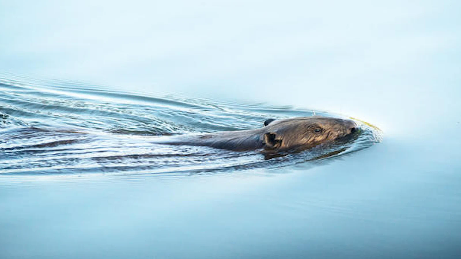 Tips voor het fotograferen van de bever!