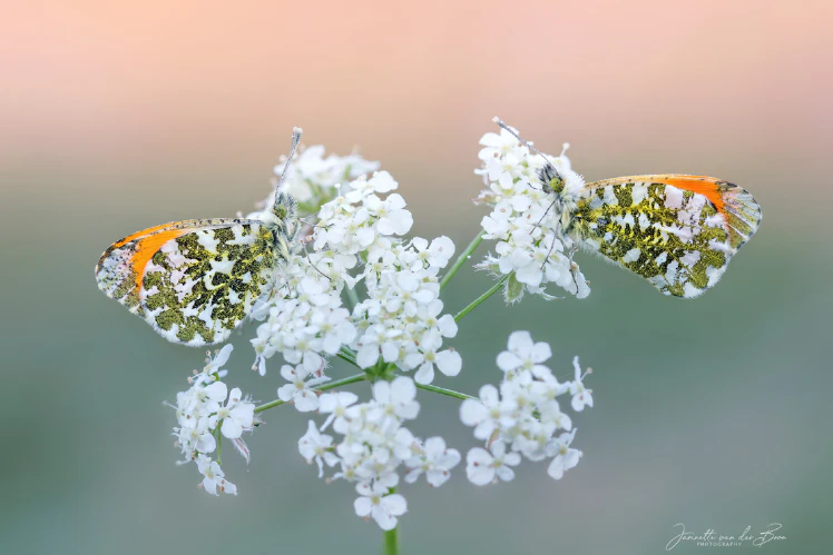 Inspiratie - Insecten fotograferen in de tuin