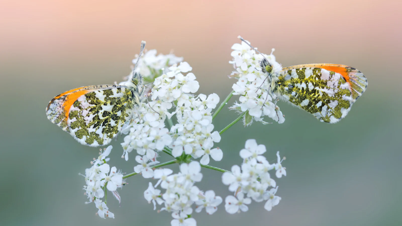 Inspiratie - Insecten fotograferen in de tuin